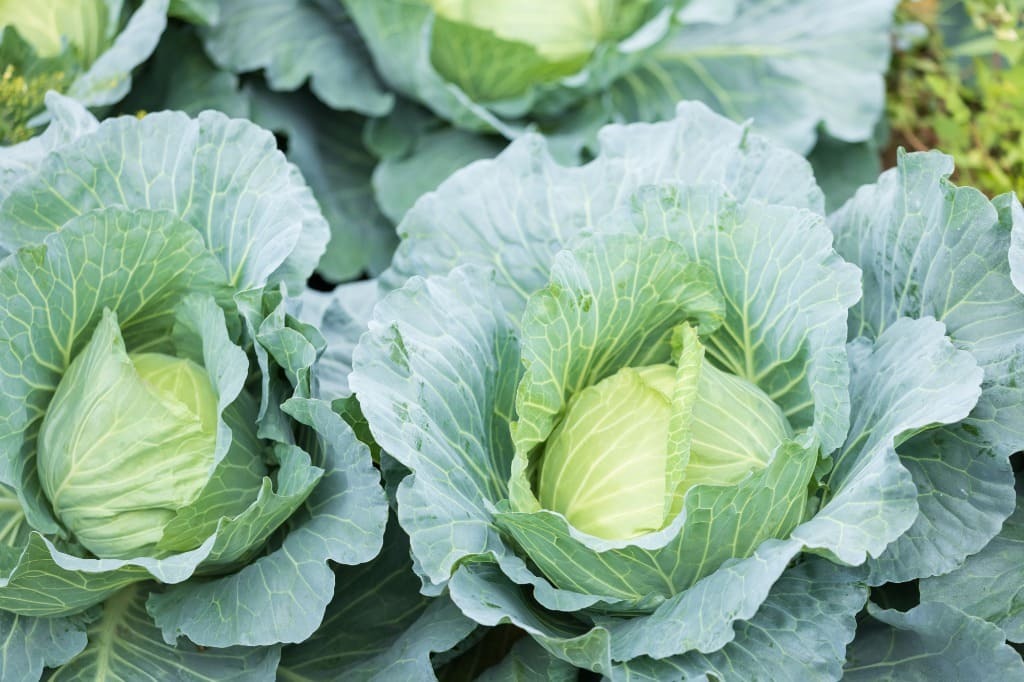 あーやんのやさい屋さん