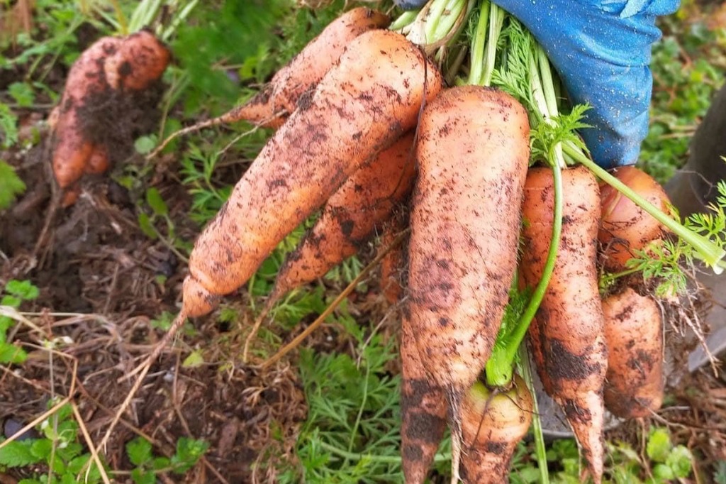 時間をかけずにシンプル調理法